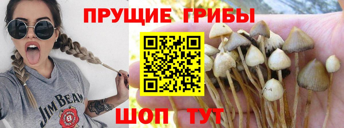 Псилоцибиновые грибы GOLDEN TEACHER Ногинск